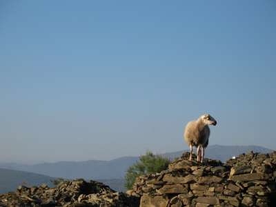 Feed the poor hungry sheep